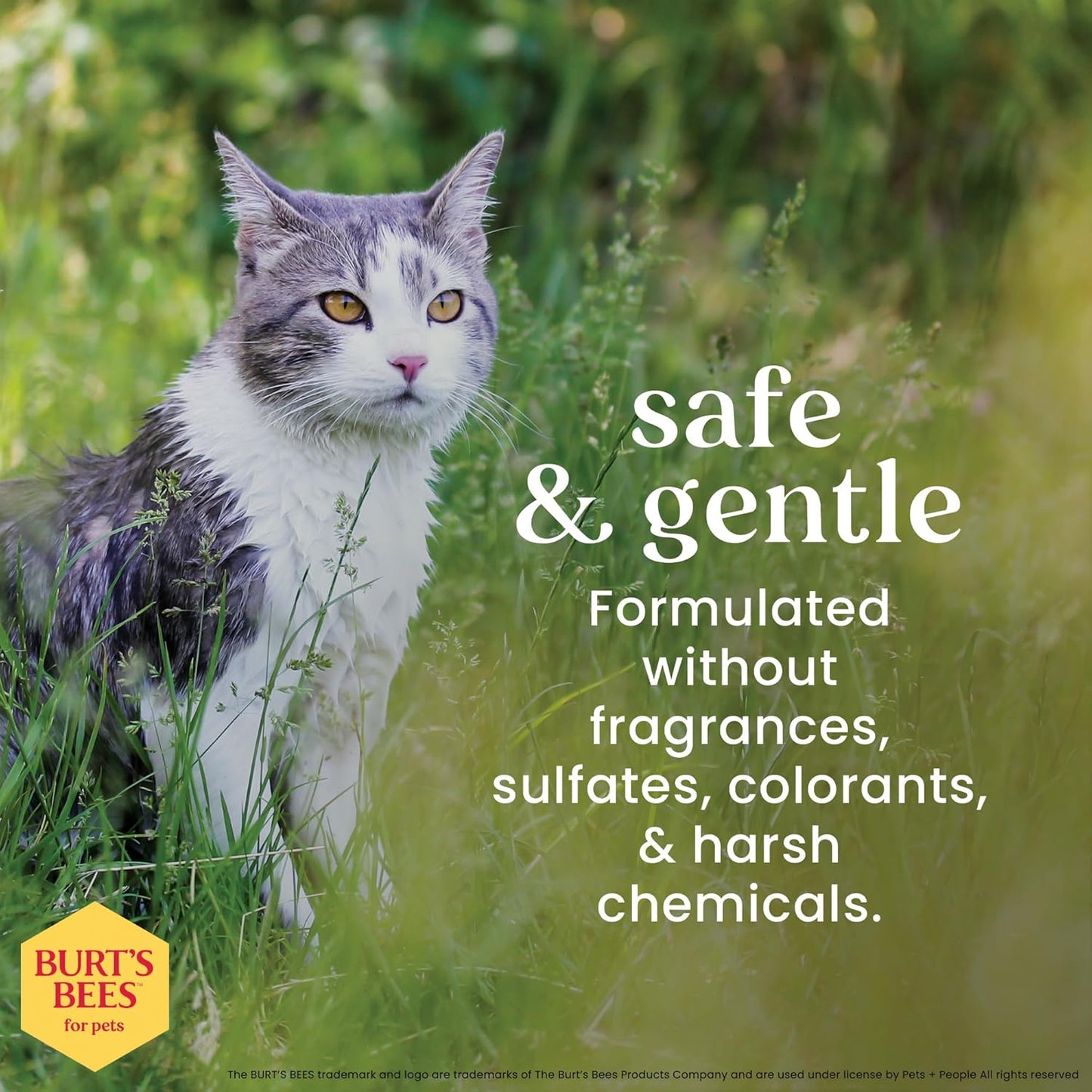 Cat Natural Waterless Shampoo with Apple and Honey | Cat Waterless Shampoo Spray | Easy to Use Cat Dry Shampoo for Fresh Skin and Fur without a Bath | Made in the USA, 10 Oz